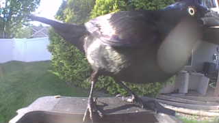common grackle