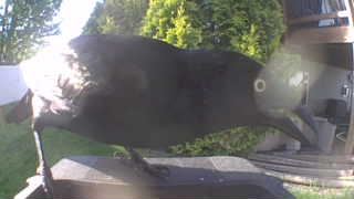 common grackle