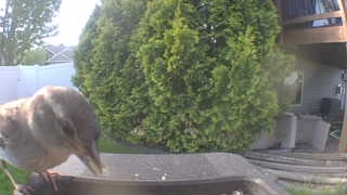house sparrow