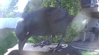 american crow