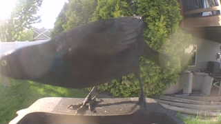 common grackle