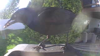 american crow