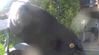 Unidentified clip