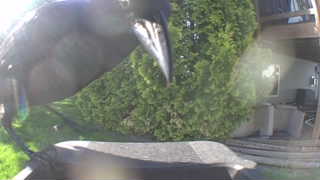 american crow