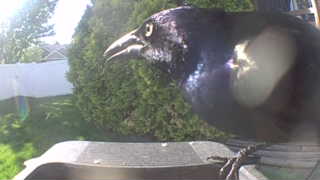 common grackle