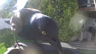 common grackle