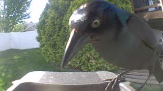 common grackle
