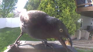 common grackle