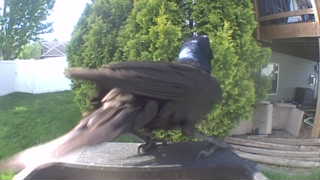 common grackle