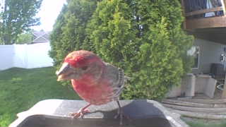 house finch