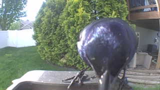 common grackle