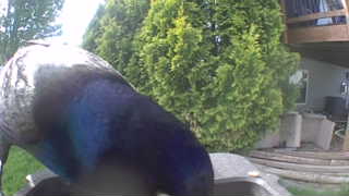 indian peafowl