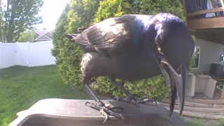 common grackle