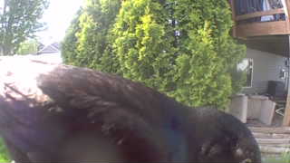 american crow