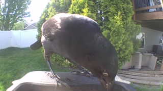 common grackle