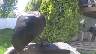 american crow