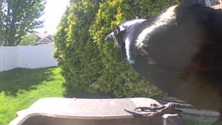 european starling