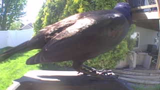 american crow