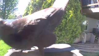 chicken