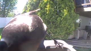 canada goose
