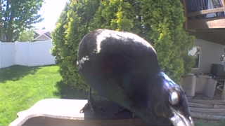 american crow