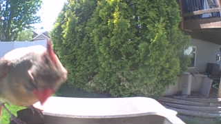 northern cardinal