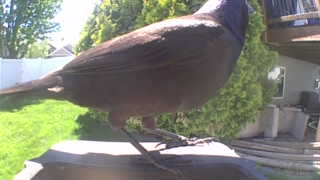 common grackle