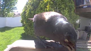 common grackle