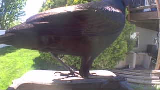 common grackle