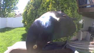 common grackle