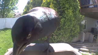 common grackle
