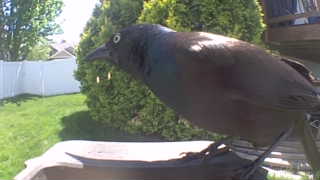 common grackle