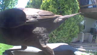 common raven