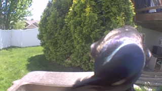 mallard