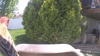 wild turkey