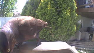 american crow