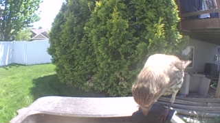 brown thrasher