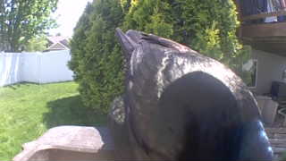 Unidentified clip