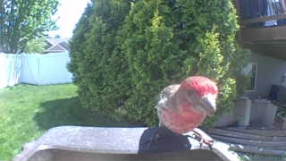 house finch