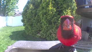 northern cardinal