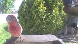 purple finch