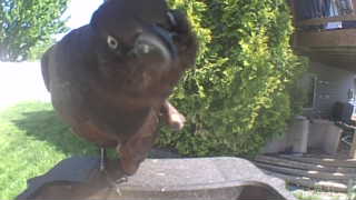 american crow