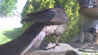 common grackle
