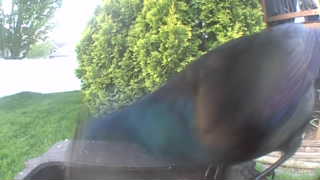 common grackle