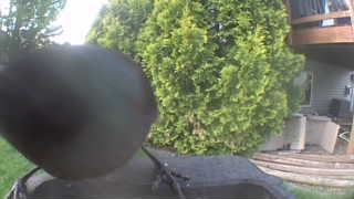 Unidentified clip