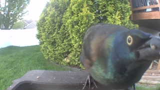 common grackle