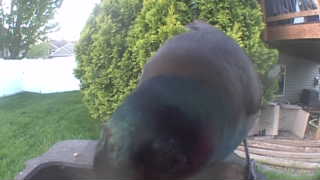 common grackle