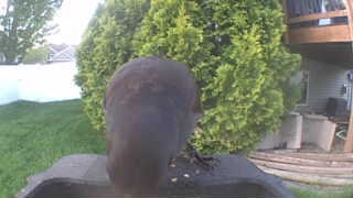 american crow