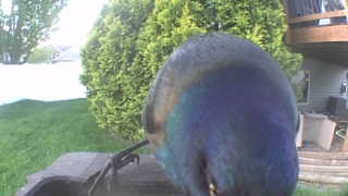 common grackle