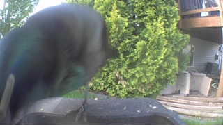 mallard